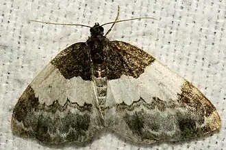 Mesoleuca ruficilliata