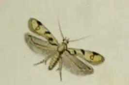 Mesophleps oxycedrella