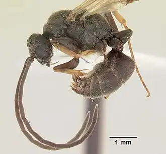 Pachycondyla caffraria