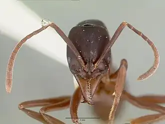 Pachycondyla papuana