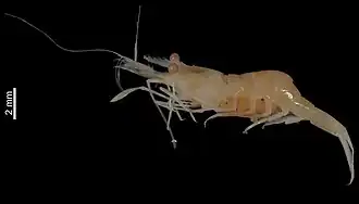 Mesopontonia brevicarpus