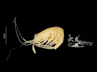 Mesopontonia gracilicarpus