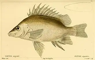 Mesopristes argenteus