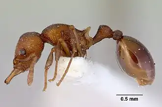 Mesostruma exolympica