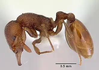 Mesostruma laevigata