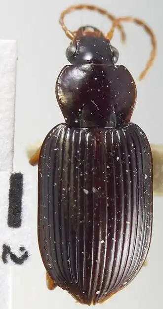 Metabacetus vandoesburgi