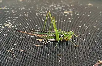 Metaballus frontalis