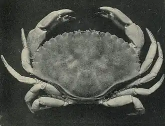 Metacarcinus anthonyi