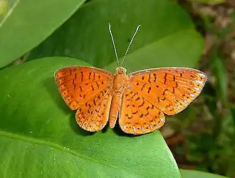 Metacharis ptolomaeus