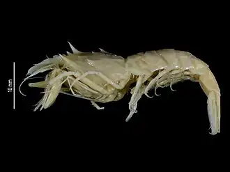 Metacrangon crosnieri