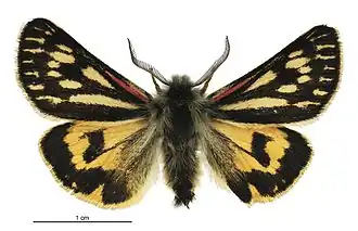 Metacrias huttoni