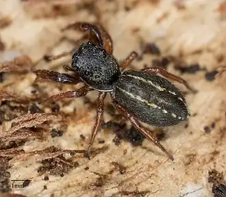 Metacyrba taeniola similis