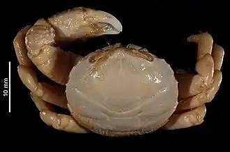 Metadynomene crosnieri