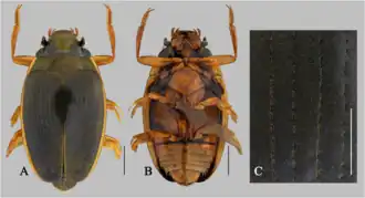 Metagyrinus vitalisi