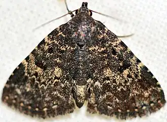 Metalectra diabolica