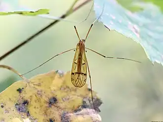 Metalimnobia (Metalimnobia) bifasciata
