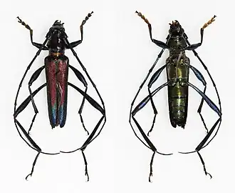 Metallichroma excellens