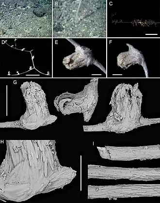 Metallogorgia macrospina