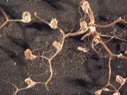 Metallogorgia splendens