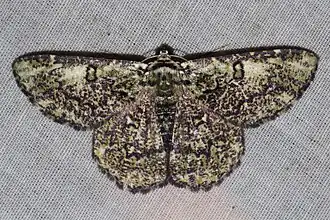 Metallolophia subradiata