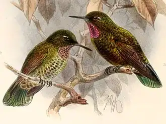 Violetkeelglansstaartkolibrie