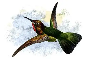 Vuurkeelglansstaartkolibrie