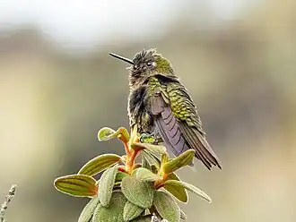 Neblinaglansstaartkolibrie