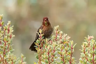 Koperglansstaartkolibrie