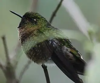 Smaragdglansstaartkolibrie