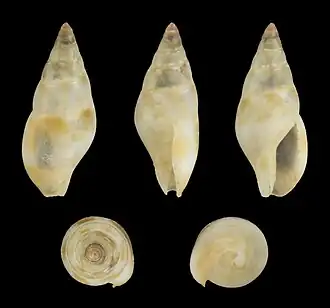Metanachis laingensis