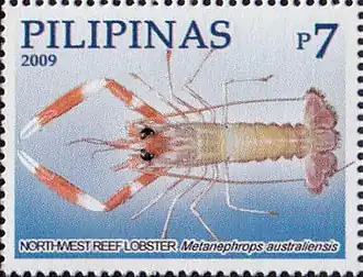 Metanephrops australiensis