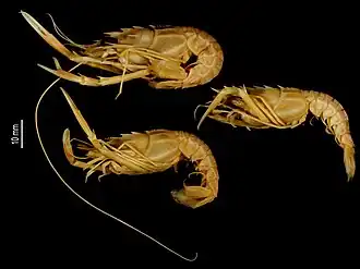 Metanephrops velutinus