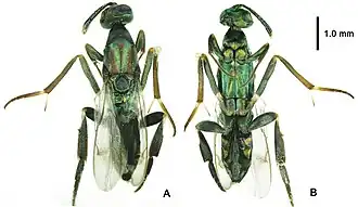 Metapelma beijingense