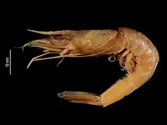 Metapenaeopsis angusta