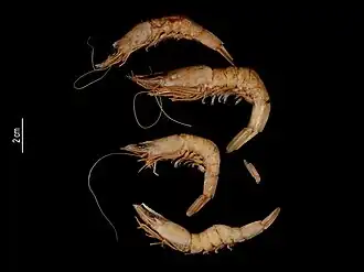 Metapenaeopsis barbata