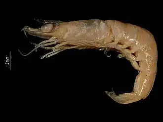 Metapenaeopsis gaillardi