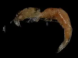 Metapenaeopsis hobbsi