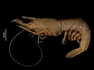 Metapenaeopsis mogiensis