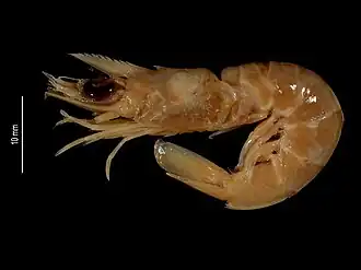 Metapenaeopsis propinqua