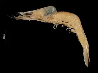 Metapenaeopsis provocatoria