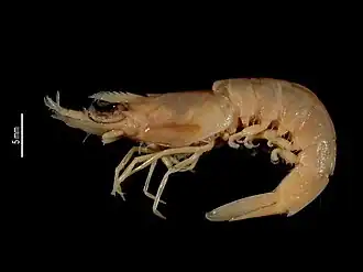 Metapenaeopsis richeri