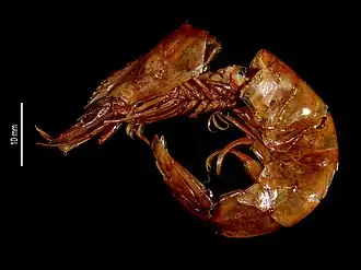 Metapenaeus brevicornis