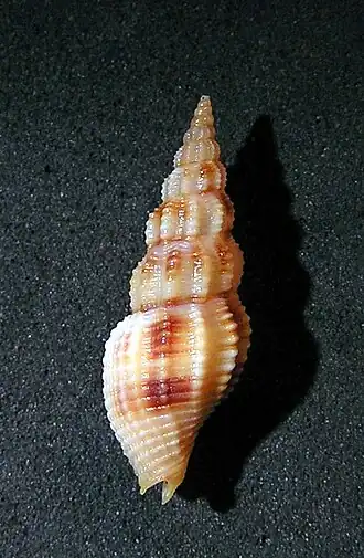 Metaphos dejanira