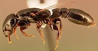 Metapone madagascarica