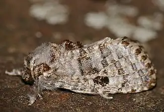 Salagena obsolescens