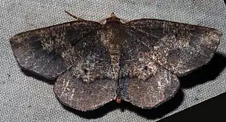 Metarranthis angularia