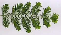 let op de speciale rangschikking van de blaadjes