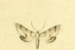 Metasia corsicalis