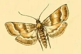 Metasia suppandalis