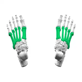 Bovenaanzicht van de middenvoetsbeenderen